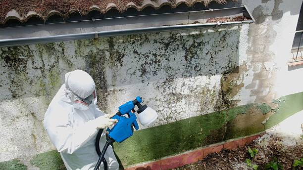 Top rated local Mold Remediation specialists in Cypress, TX